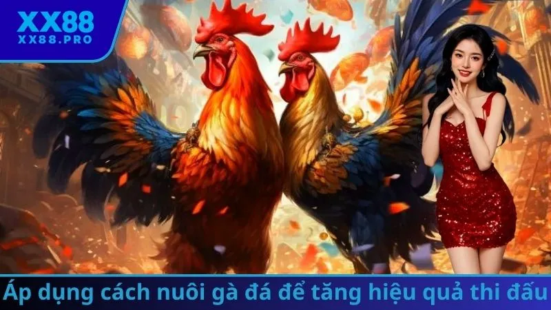 Áp dụng cách nuôi gà đá để tăng hiệu quả thi đấu