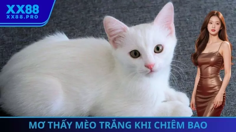 Trường hợp mơ thấy mèo trắng khi chiêm bao